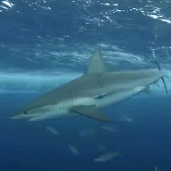 Un miembro de Jackass juega con tiburones y acaba siendo su víctima