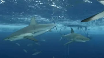 Varios tiburones nadan por debajo de la zona de salto preparada por Poopies para saltar por encima en wakeboard en un nuevo capítulo de Shark Week en colaboración con Jackass.
