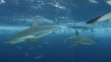 Varios tiburones nadan por debajo de la zona de salto preparada por Poopies para saltar por encima en wakeboard en un nuevo cap&iacute;tulo de Shark Week en colaboraci&oacute;n con Jackass. 