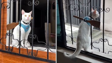 El truco definitivo para que los gatos no se escapen de casa: juzguen ustedes mismos
