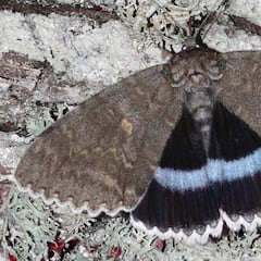 Avistan una mariposa rara en Chernóbil del tamaño de un pájaro