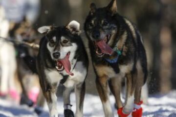 Después del acto ceremonial, ayer comenzó la primera etapa de la carrera de trineos con perros en Willow, Alaska. El viaje será de un total de 1.609 kilómetros.