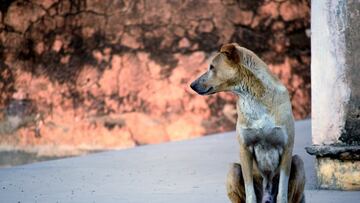 El dato que no enorgullecerá a Chile: más de cuatro millones de perros y gatos no tienen tutor