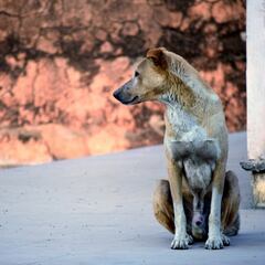 El dato que no enorgullecerá a Chile: más de cuatro millones de perros y gatos no tienen tutor