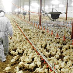 Gripe aviar: cuándo retomará Argentina el comercio y con qué países