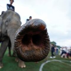 El partido de Polo sobre elefantes en Tailandia