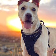 Pasea a tu mascota con la pechera para perros más vendida