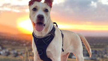 Pasea a tu mascota con la pechera para perros más vendida