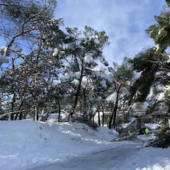 Filomena provoca una catástrofe natural en la Casa de Campo de Madrid