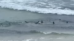 Decenas de tiburones se dan un festín en una de las olas más famosas del mundo