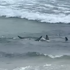 Decenas de tiburones se dan un festín en una de las olas más famosas del mundo