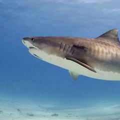 Un tiburón muerde a un surfista español en el muslo