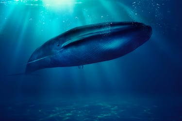 El 'Balaenoptera musculus Intermedia' es el animal más grande del planeta. Llega a pesar 180 toneladas y mide unos 29 metros de largo.Su corazón es del tamaño de un automóvil pequeño y durante la temporada principal de alimentación puede consumir alrededor de 3,600 kg de krill. Además, es el animal más ruidoso de la Tierra.