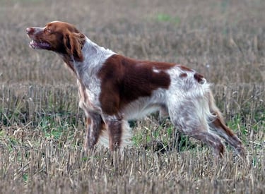 Nuestro perro de caza en verano