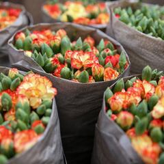 Why is US Mother’s Day on a different date to other countries?