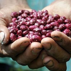 Coronavirus Colombia: ¿cuáles son las plataforma electrónicas de El Campo a un Clic?