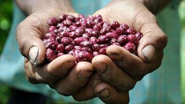 Coronavirus Colombia: ¿cuál es la plataforma económica El Campo a un clic?