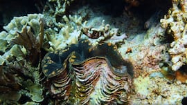 Este era el animal más viejo del mundo: vivió 507 años hasta que los humanos acabaron con él sin querer