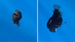 Mystery of the fish christened ‘Black Devil Fish’ revealed