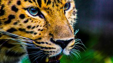 Un jaguar escapa de su recinto y mata al encargado de cuidarlo en Bolivia