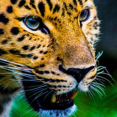 Un jaguar escapa de su recinto y mata al encargado de cuidarlo en Bolivia