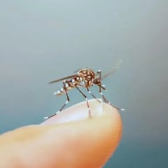 Qué es el dengue, síntomas, cómo se transmite y cuántos casos activos hay en México