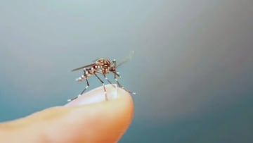 Qué es el dengue, síntomas, cómo se transmite y cuántos casos activos hay en México