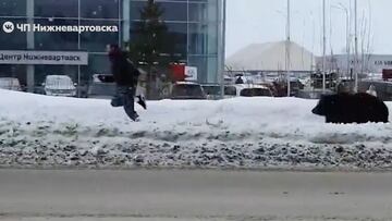 Una osa se escapa en Siberia y persigue a un hombre a plena luz del día