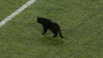 Un gato invadió el campo en el duelo entre Giants y Cowboys