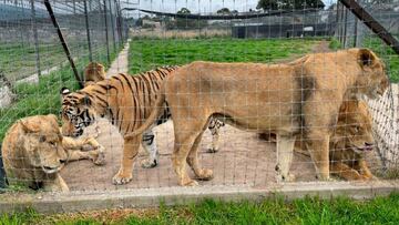 Por qué han denunciado a la fundación Black Jaguar White Tiger y qué sanciones tendrá