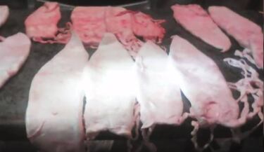 Totoaba, el pez afrodisíaco que se vende a 60.000 euros el kilo