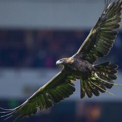 América y su racha de 8 juegos sin perder en martes