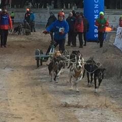 Gran éxito de los Campeonatos de España de Mushing Tierra
