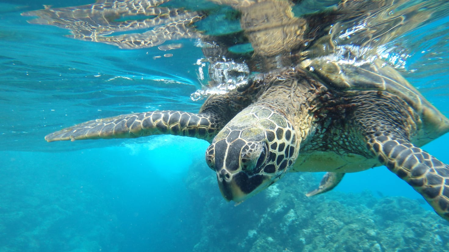 Scientists stunned after discovering 41,000 endangered turtles