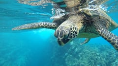 Evidence of a sea turtle stampede millions of years ago is discovered by accident