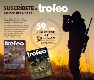 Tras la Dama del Bosque - Scolopax rusticola