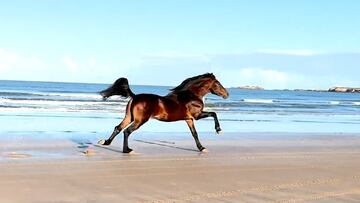 El vídeo de un caballo que ha reventado las redes sociales: 230 millones de personas lo han visto