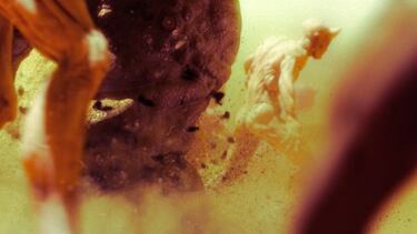 Warhammer 40.000: Chaos Gate - Daemonhunters, primeros detalles del nuevo RPG Táctico