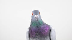 Una paloma es viral en TikTok al robar una cartera