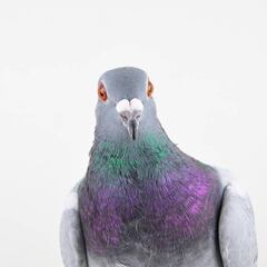 Una paloma es viral en TikTok al robar una cartera