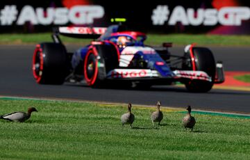 Más allá de todos aquellos aficionados que poblaron las gradas de Albert Park para ser testigo de lo que sucediese durante el GP de Australia de Fórmula 1, los pilotos del Gran Circo en general y Tsunoda en particular tuvieron unos expectadores de lujo, pues una familia de patos visualizó la acción de los monoplazas a pie de pista.