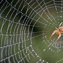 Esta es la razón por la que hay telarañas en las calles de Madrid