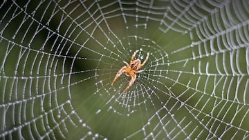 virmin aracnofobia peliculas de terror peliculas con arañas peliculas de monstruos virmin laplaga arañas violinista negra viuda negra tarantula arañas mas peligrosas