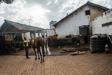 Un grupo de caballos regresan al establo tras un paseo.