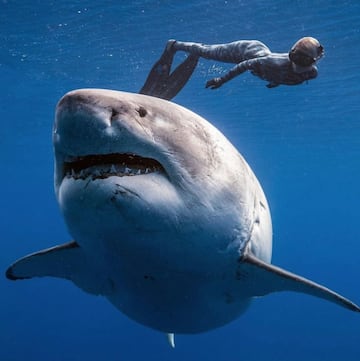 One Ocean Diving tiene una pel¨ªcula en Amazon Prime, Vimeo e iTunes que se llama Saving Jaws. All¨ª se les puede ver, entre otras cosas, nadando junto al tibur¨®n blanco m¨¢s grande del mundo. Una abuela probablemente embarazada¡