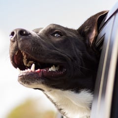 ¿Mascota de vacaciones? La DGT explica cómo debes llevar a tu perro en el coche