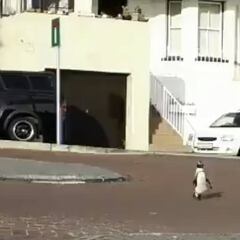 Coronavirus: Penguins roam streets amid South Africa lockdown