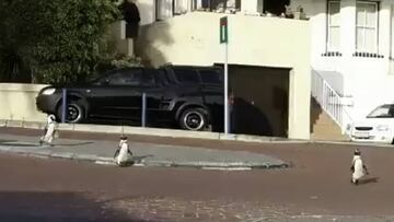 ¡En Sudáfrica salieron pingüinos a la calle durante la cuarentena!