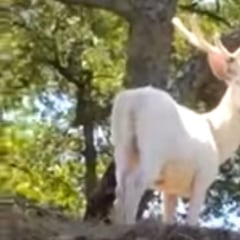 Divisado un ciervo blanco en Andalucía