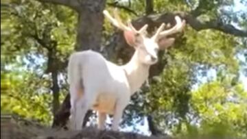 Divisado un ciervo blanco en Andalucía